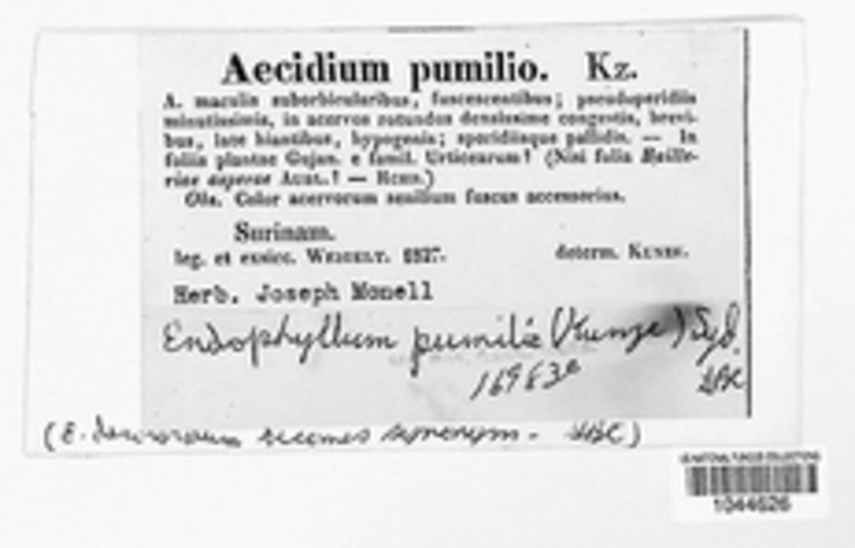 Endophyllum pumilio image